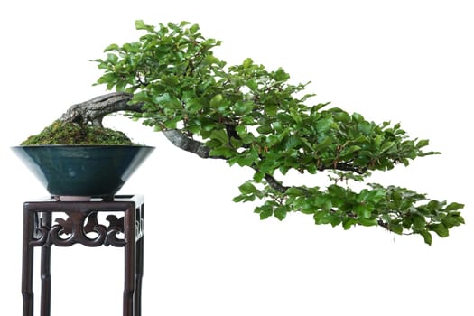 Beech (Fagus sylvatica) as Bonsai Tree