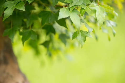 Close-up Foliage Maple Bonsai Tree (Acer buergerianum)