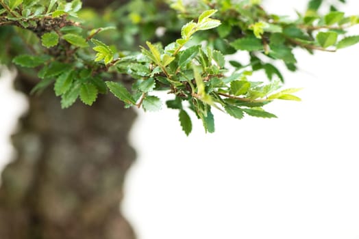 Close-up green foliage elm as bonsai tree