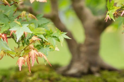 Close-up Bonsai Maple Tree (Acer palmatum)