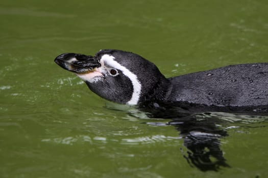 Humboldt Penguin