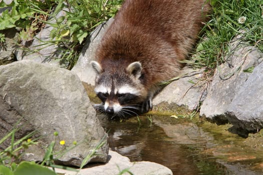 Drinking raccoon