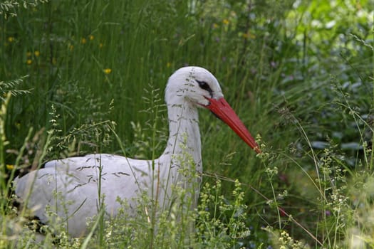Stork in the grass