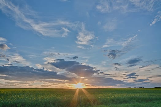 Sunburst as the sun sets over a canola field in Alberta, Canada.