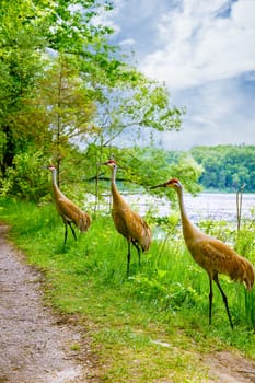 Sandhill Cranes in Kensington Metropark in Michigan