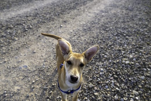 Detail of domestic dog enjoying nature, game and freedom, pet