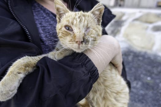 Detail of a domestic cat with an amputated eye, injury and animal abuse