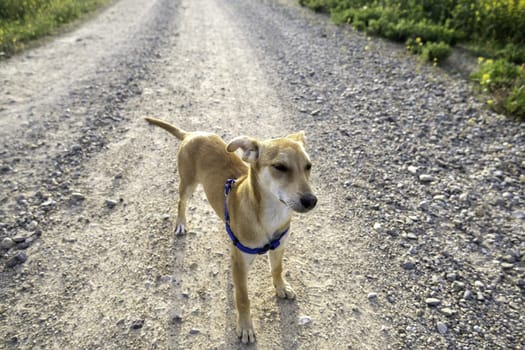 Detail of domestic dog enjoying nature, game and freedom, pet