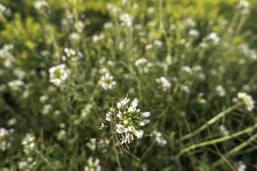 Detail of wild flowers in the environment, natural and healthy life