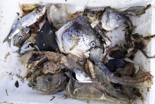 Detail of fish wasted and thrown in the trash, spoiled food