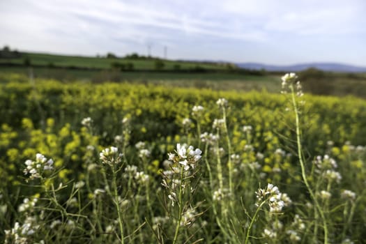 Detail of wild flowers in the environment, natural and healthy life