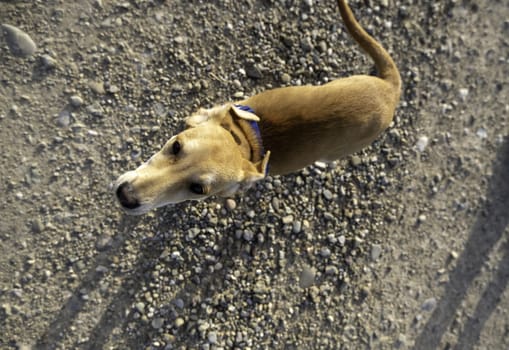 Detail of domestic dog enjoying nature, game and freedom, pet
