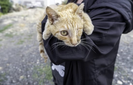 Detail of a domestic cat with an amputated eye, injury and animal abuse