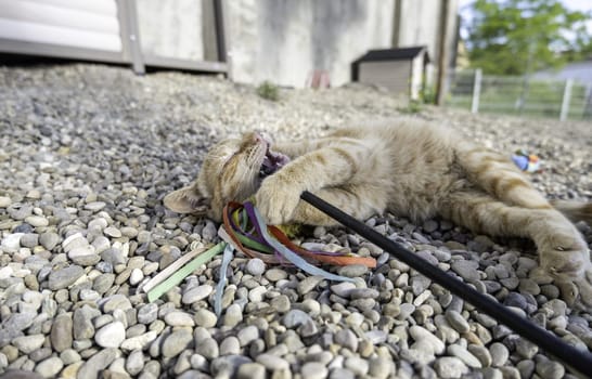 Detail of a domestic cat with an amputated eye, injury and animal abuse