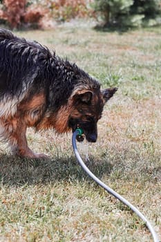 Thirsty dog drinking water from garden hose. Dog chilling himself playing with water while hot summer day in a garden. Real moments, authentic situations