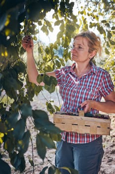 Woman picking cherries in orchard. Gardener working in garden. Farmer holding basket with ripe fruits