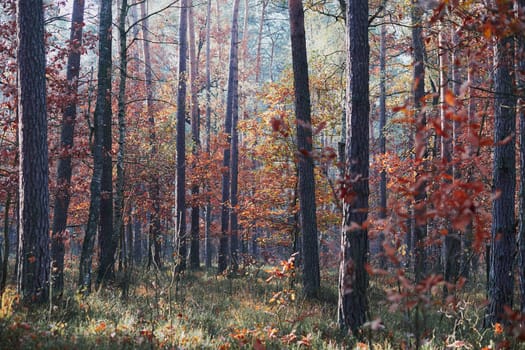 Forest in autumn season. Colorful foliage on trees lit by morning sunlight. Natural nature forest landscape in autumn warm sunlight day