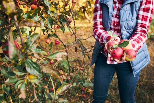 Woman picking ripe apples on farm. Farmer grabbing apples from tree in orchard. Fresh healthy fruits ready to pick on fall season. Agricultural industry. Harvest time in countryside