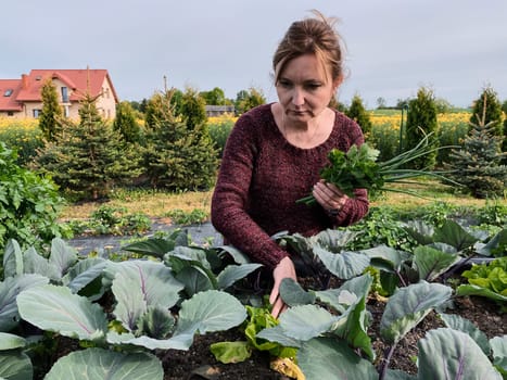 Woman picking the vegetables, working in a home garden in the backyard. Candid people, real moments, authentic situations