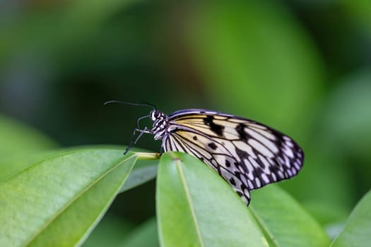 Side view of rice paper butterfly  posing on green  plant smiling on the camera closeup. Horizontally.