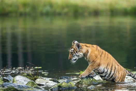Bengal tiger cub is posing with half of his body in the lake Horizontally.