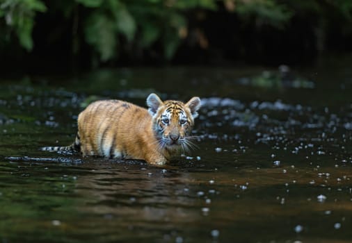 Cub of Bengal tiger is walking in the river looking at the camera.  Horizontally.
