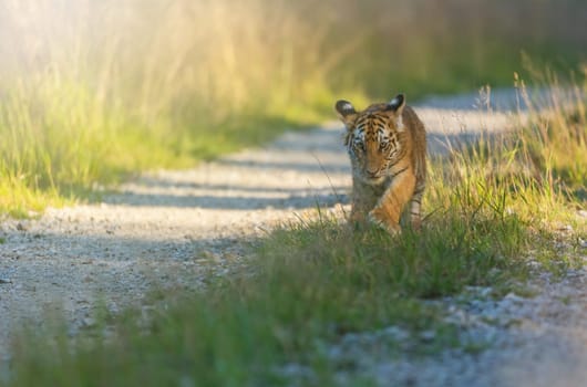 Bengal tiger cub is walking  towards the camera on a forest road in sunny day. Horizontally.