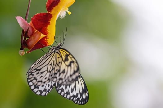 Side view of rice paper butterfly posing on colorful flower. Horizontally.