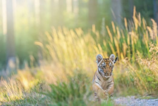 Bengal tiger cub is running towards the camera on a forest road in sunny day. Horizontally.