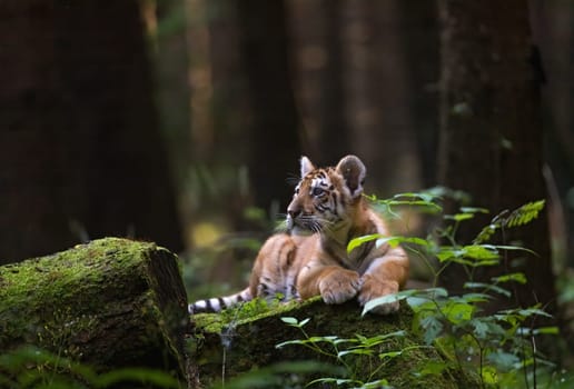 Bengal tiger cub is resting on a tree trunk looking towards a stone where an item can be placed.