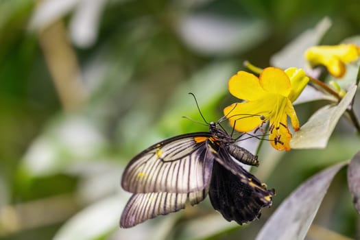 Side view of Great Mormon Butterfly Papilio Memnon posing on beautiful yellow flower.