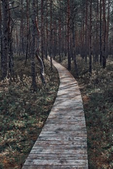 Wooden path leading through the swamp and forest in a natural park. Autumn forest landscape
