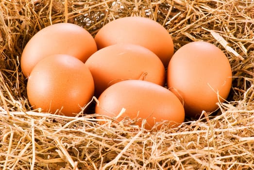 Fresh farm eggs in hay - close up
