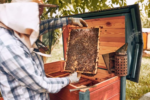 Beekeeper working in apiary. Drawing out the honeycomb from the hive with bees on honeycomb. Harvest time in apiary. Beekeeping as hobby. Agriculture production