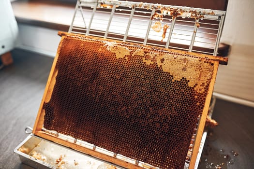 Honey production. Working in apiary. Honeycomb from hive. Harvest time in apiary. Beekeeping as hobby. Agriculture production