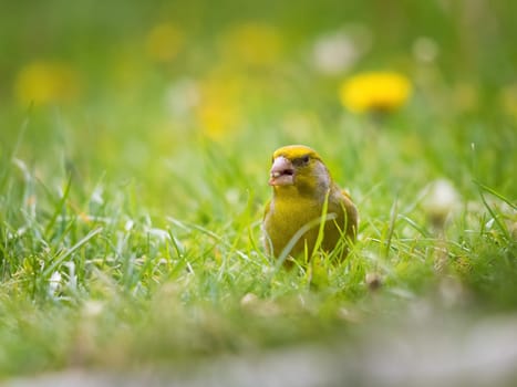Green and yellow songbird, Detailed Greenfinch standing in grass. In the background special green and yellow bokeh