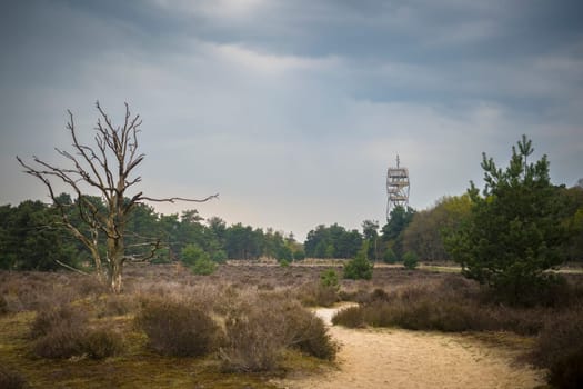 Kalmthout, Belgium, May 2023: Landscape view on Kalmthout Heath during springtime and lookout tower