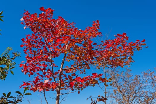 Bright Red Leaves Against a Blue Sky on the Blue Ridge Parkway in Virginia