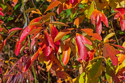 Sassafras Tree Leaves in the Fall Along the Blue Ridge Parkway in Virginia