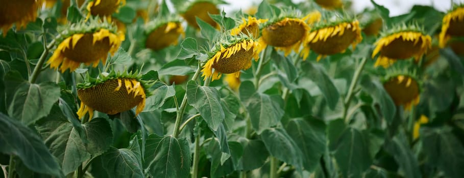 Feld with blooming sunflowers on a summer day