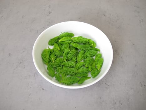 Young spruce tips, fresh shoots from spruce tree