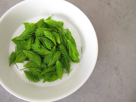 Young spruce tips, fresh shoots from spruce tree