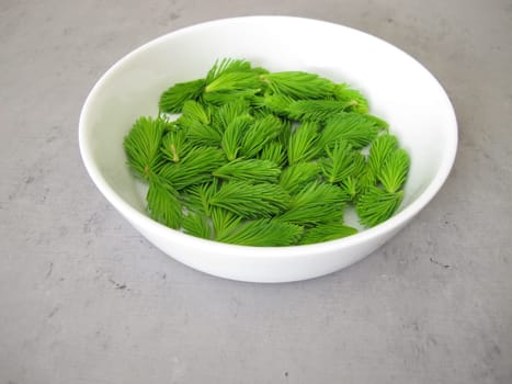 Young spruce tips, fresh shoots from spruce tree