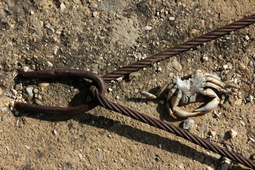 Iron ring and wire rope, a dead crab