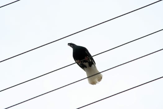 a pigeon perched on electrical wires