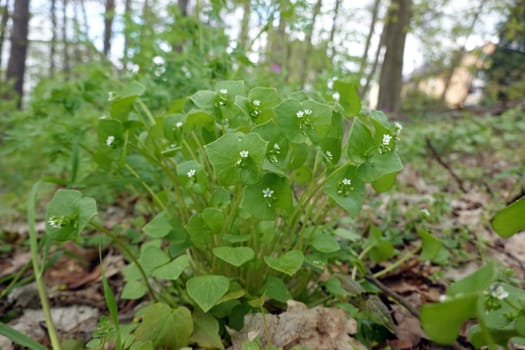 Gewöhnliches Tellerkraut - Claytonia perfoliata, Neophyt aus Nordamerika, Niedersachsen, Deutschland, Bad Bevensen