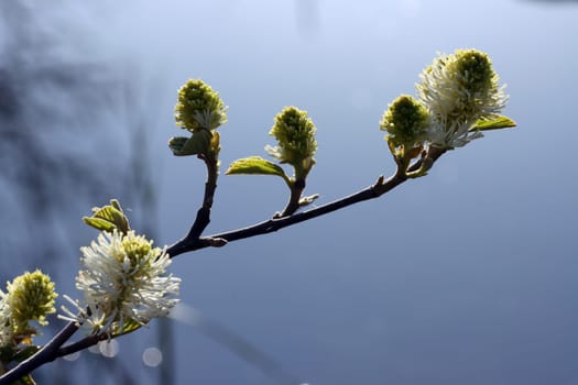 Grosser Federbusch (Fothergilla major) - blühender Strauch