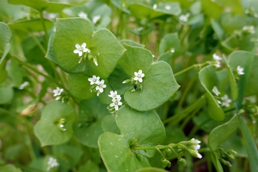 Gewöhnliches Tellerkraut - Claytonia perfoliata, Neophyt aus Nordamerika, Niedersachsen, Deutschland, Bad Bevensen
