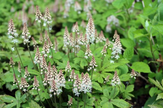 Sorte der Herzblatt-Schaumblüte (Tiarella cordifolia) im Kurpark, Niedersachsen, Deutschland, Bad Bevensen