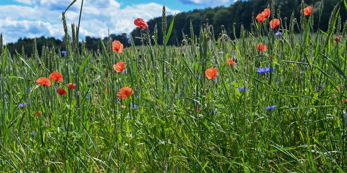 Clap poppy blossom ( Papaver rhoeas ) in a grain - field